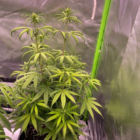 AMG growlog timeline photo