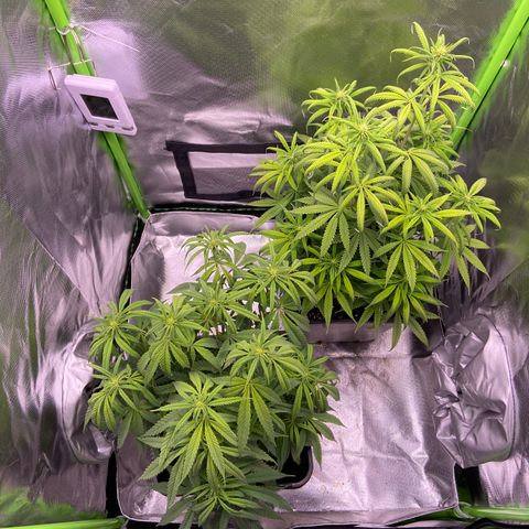 AMG growlog timeline photo