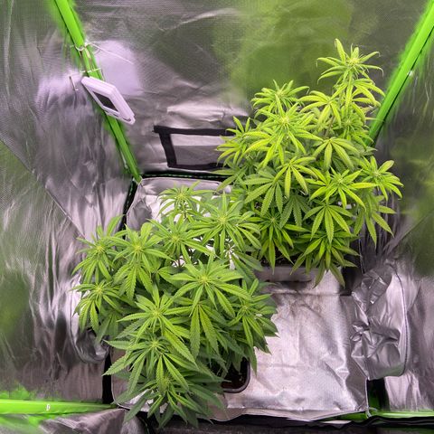 AMG growlog timeline photo