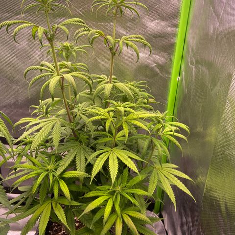 AMG growlog timeline photo
