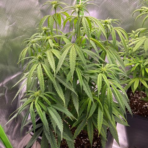 AMG growlog timeline photo