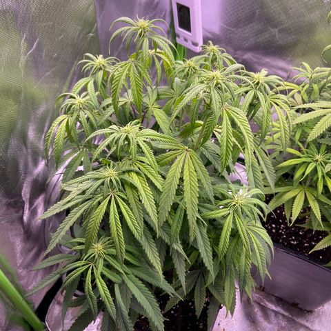 AMG growlog timeline photo