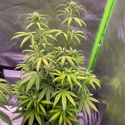 AMG growlog timeline photo