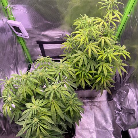 AMG growlog timeline photo