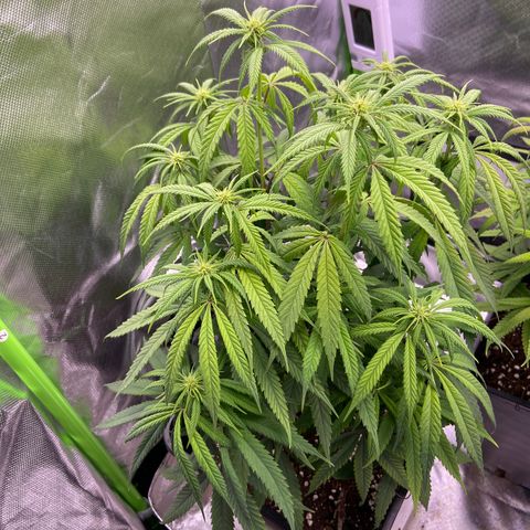 AMG growlog timeline photo