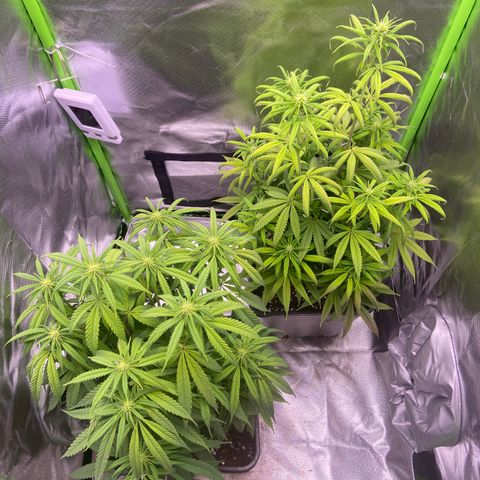 AMG growlog timeline photo