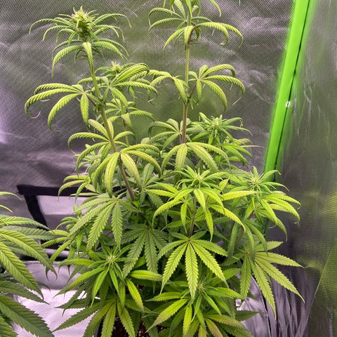 AMG growlog timeline photo