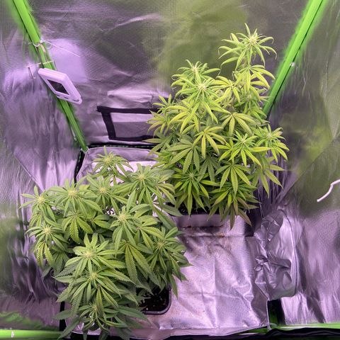 AMG growlog timeline photo