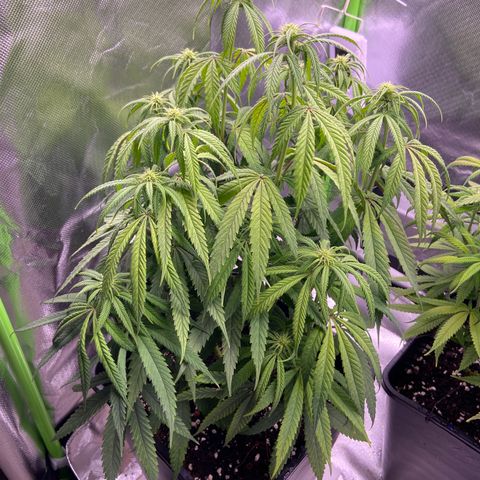 AMG growlog timeline photo
