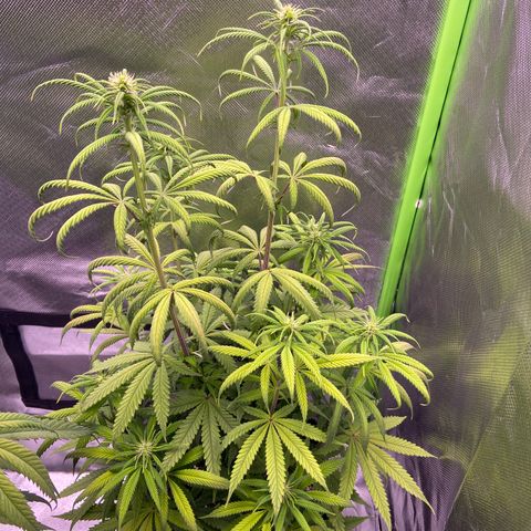 AMG growlog timeline photo