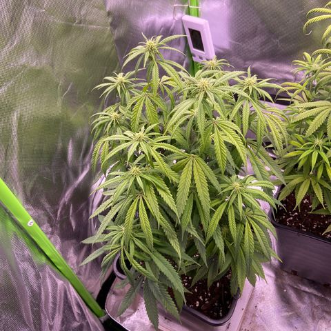 AMG growlog timeline photo