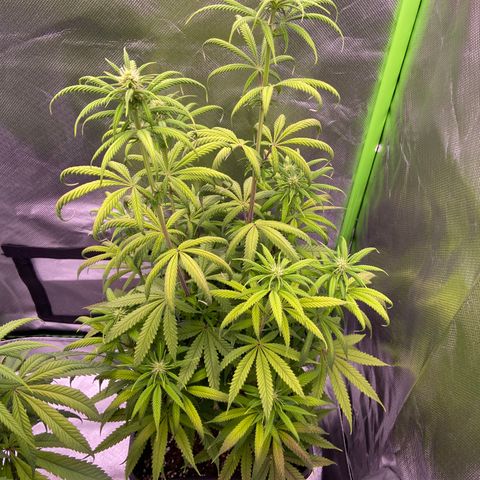 AMG growlog timeline photo