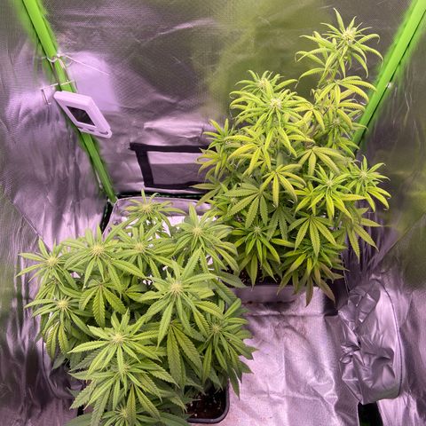 AMG growlog timeline photo