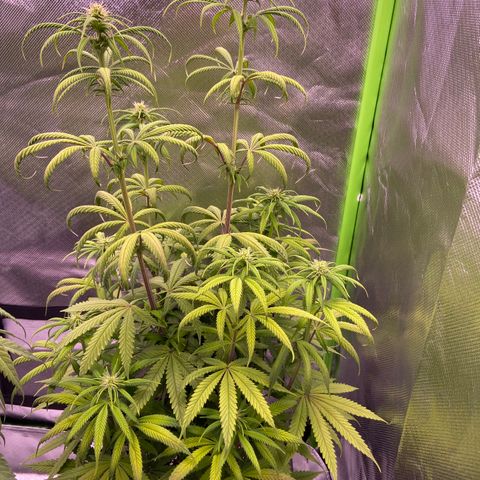 AMG growlog timeline photo