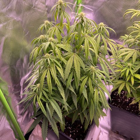 AMG growlog timeline photo