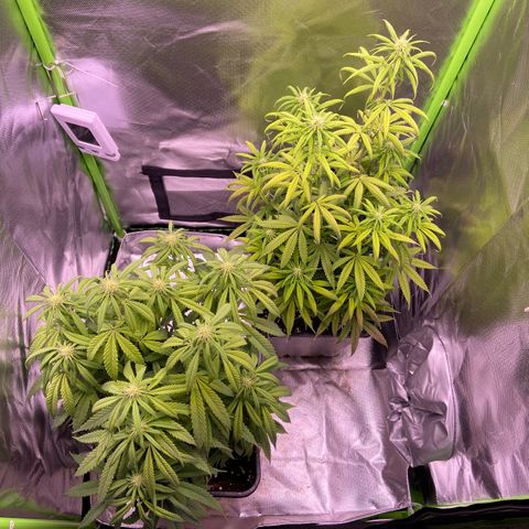 AMG growlog timeline photo