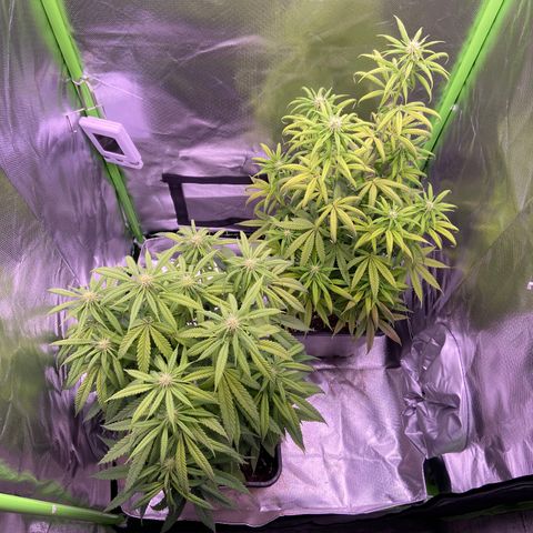 AMG growlog timeline photo