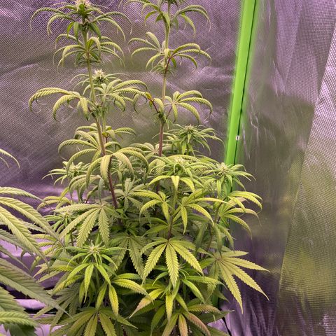 AMG growlog timeline photo
