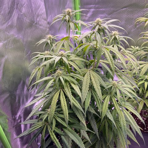 AMG growlog timeline photo