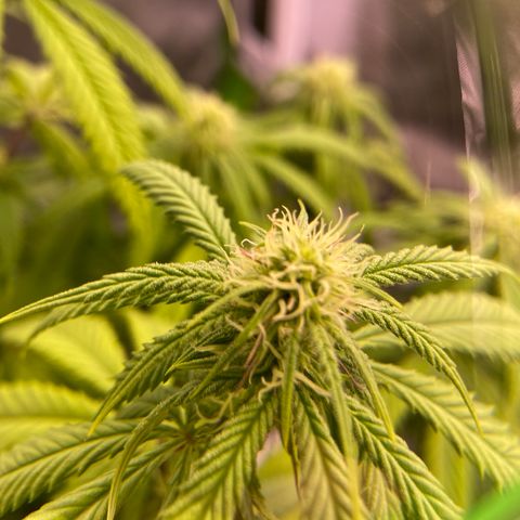 AMG growlog timeline photo