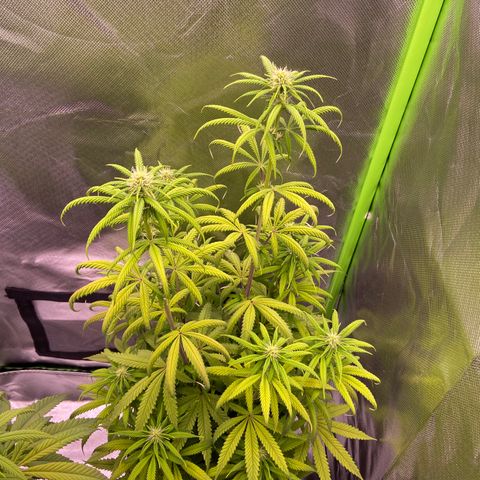 AMG growlog timeline photo