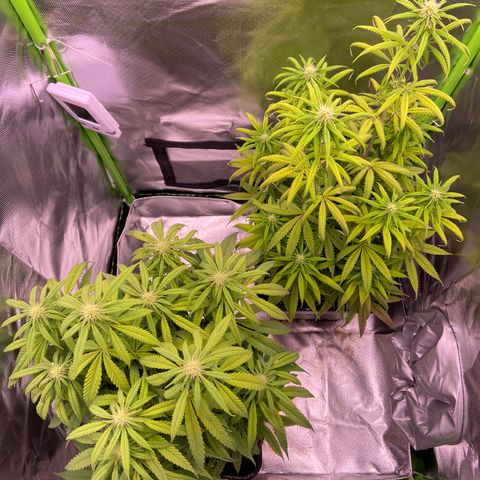AMG growlog timeline photo