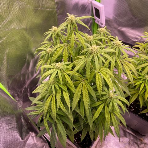 AMG growlog timeline photo