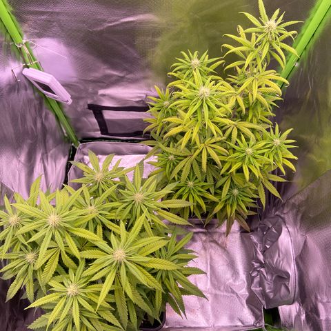 AMG growlog timeline photo