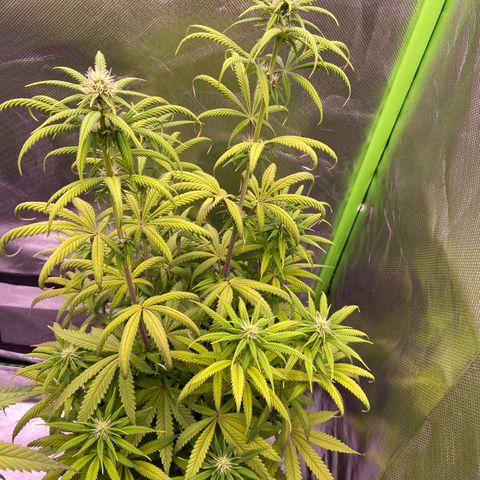 AMG growlog timeline photo