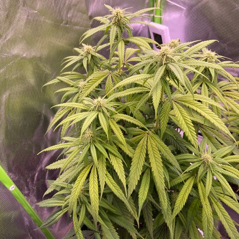 AMG growlog timeline photo