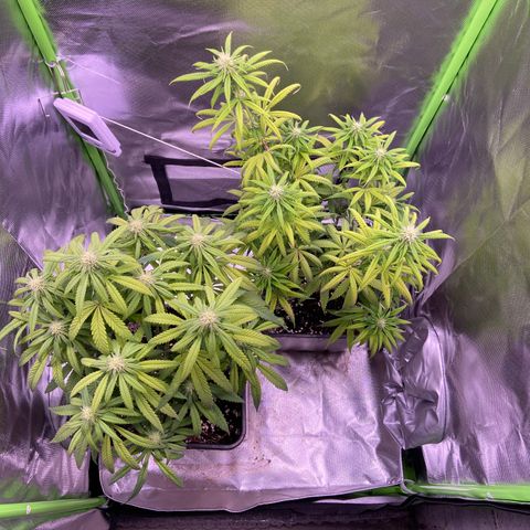 AMG growlog timeline photo