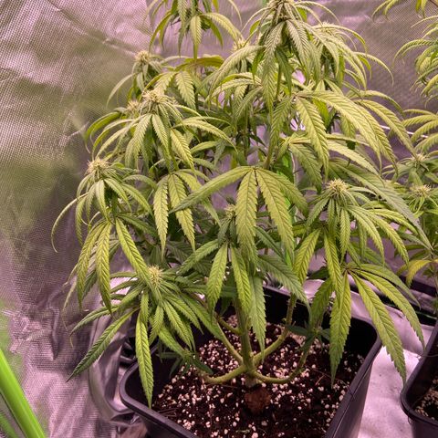 AMG growlog timeline photo
