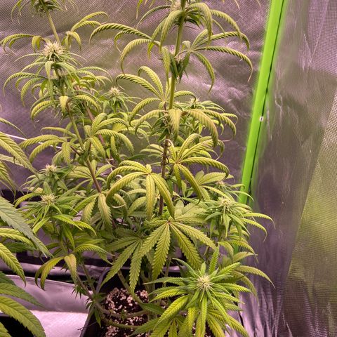 AMG growlog timeline photo