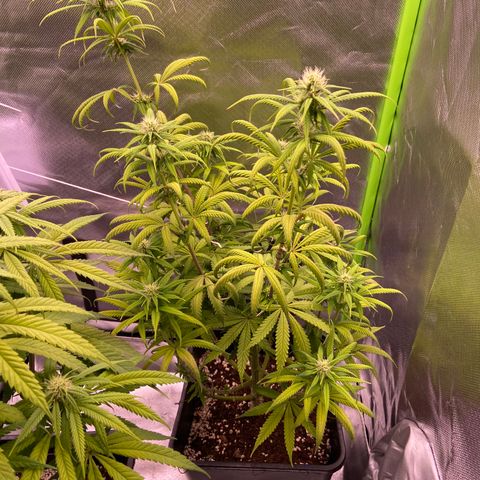 AMG growlog timeline photo
