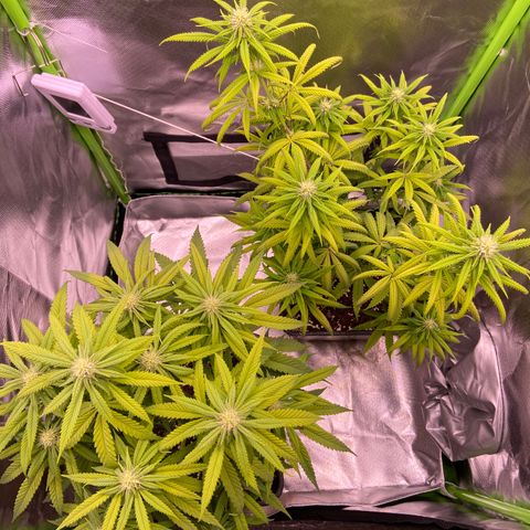 AMG growlog timeline photo