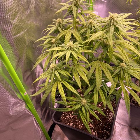 AMG growlog timeline photo