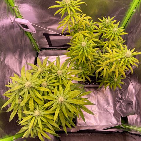 AMG growlog timeline photo