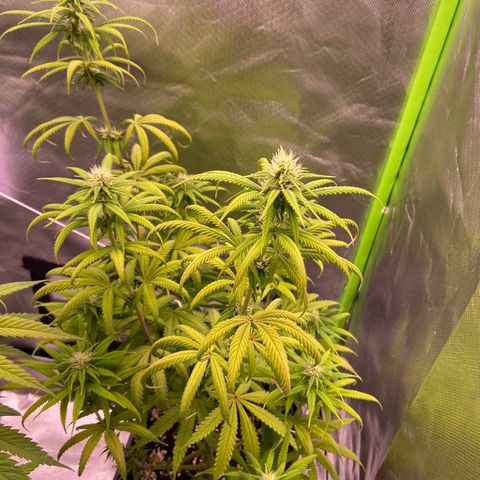 AMG growlog timeline photo