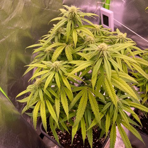AMG growlog timeline photo