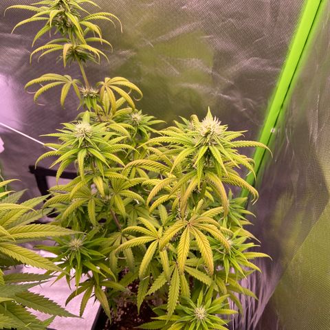 AMG growlog timeline photo