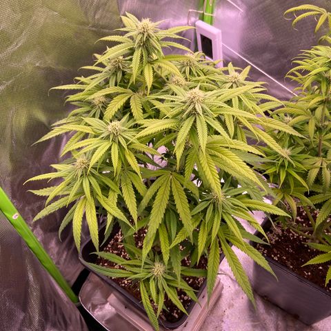 AMG growlog timeline photo