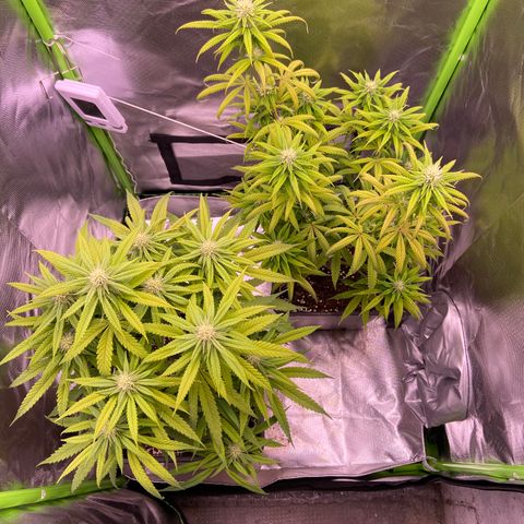AMG growlog timeline photo