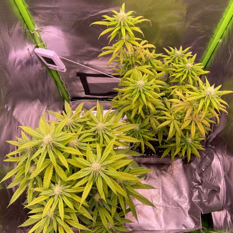 AMG growlog timeline photo