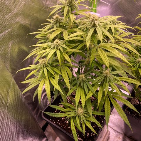 AMG growlog timeline photo