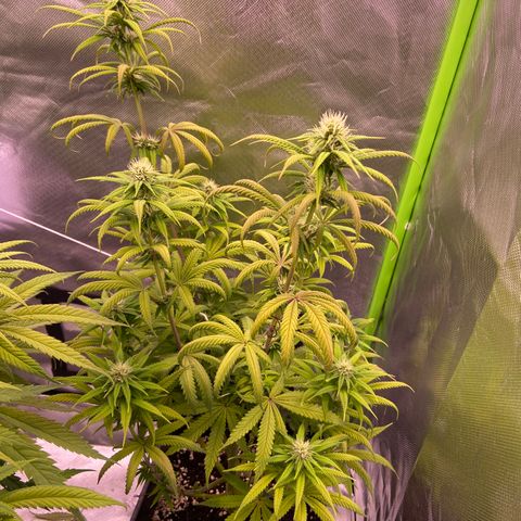 AMG growlog timeline photo