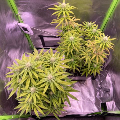 AMG growlog photo: 3 litros de água 
