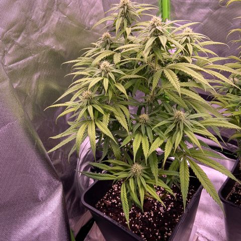 AMG growlog photo: 3 litros de água 
