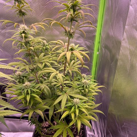 AMG growlog photo: 3 litros de água 

