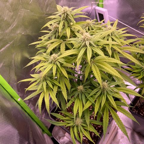 AMG growlog timeline photo