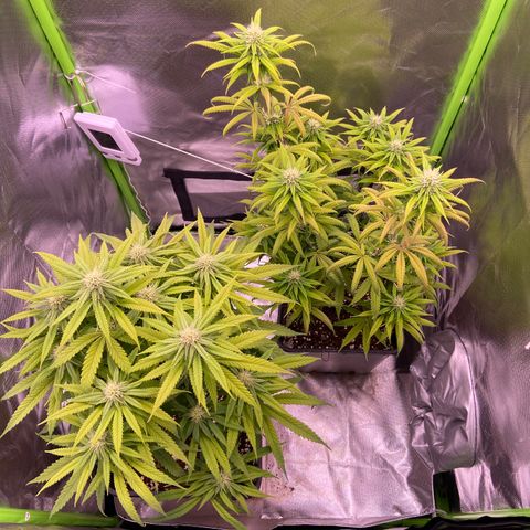 AMG growlog timeline photo